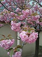Cerisier du japon (prise a Lyon)(1)